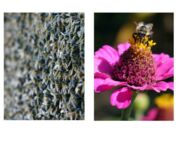 Bienen im Fokus, Bildautoren Mario Tschirn und Jürgen Rother