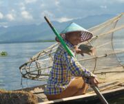Der Fischbestand im Inle-See ist sehr artenreich und wird von den Fischern nach unterschiedlichen Methoden gefangen. Die Netzfischerei löst langsam die traditionelle Köcherfischerei ab.