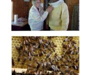 Bienen im Fokus, Bildautoren Mario Tschirn und Jürgen Rother