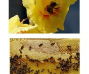 Bienen im Fokus, Bildautoren Mario Tschirn und Jürgen Rother