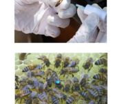 Bienen im Fokus, Bildautoren Mario Tschirn und Jürgen Rother