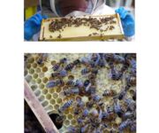 Bienen im Fokus, Bildautoren Mario Tschirn und Jürgen Rother