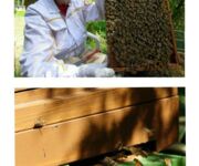 Bienen im Fokus, Bildautoren Mario Tschirn und Jürgen Rother