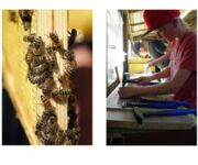 Bienen im Fokus, Bildautoren Mario Tschirn und Jürgen Rother