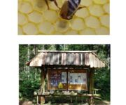 Bienen im Fokus, Bildautoren Mario Tschirn und Jürgen Rother