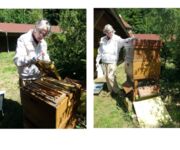 Bienen im Fokus, Bildautoren Mario Tschirn und Jürgen Rother