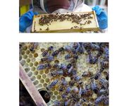 Bienen im Fokus, Bildautoren Mario Tschirn und Jürgen Rother
